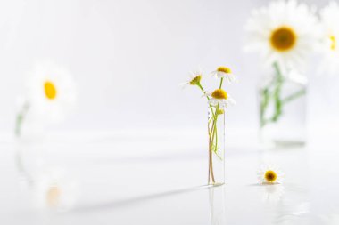 Güzel papatyalar ya da beyaz masadaki cam vazoda papatya çiçekleri. Evin içinde çiçek kompozisyonu. Şenlikli geçmiş, alternatif tıp, bitkisel, güzellik konsepti