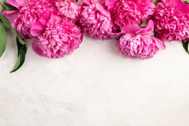 Beyaz arka planda pembe şakayık çiçekleri, düz yatış, üst manzara. Çiçek, bahar, tebrik kartı, çiçek açan yaz şakayıkları arka plan konsepti, kopyalama alanı