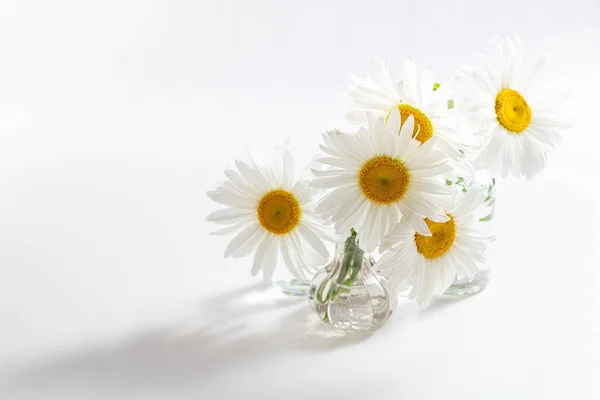 Güzel Papatya Çiçekleri Beyaz Arka Planda Cam Vazolarda Evin Içinde — Stok fotoğraf