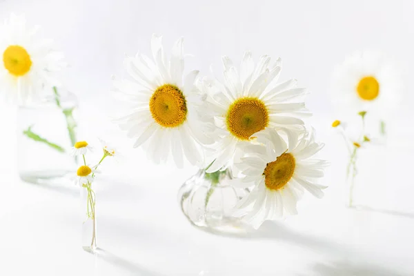 白い背景にガラスの花瓶に美しいカモミールの花 家庭内の花の組成 春と夏のデイジーの花 — ストック写真