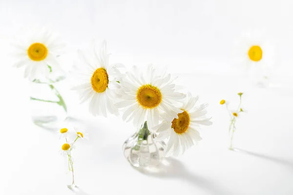 Красиві Квіти Ромашок Скляних Вазах Білому Тлі Квіткова Композиція Домашньому — стокове фото