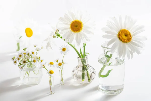 Beautiful chamomiles flowers in glass vases on white table. Floral composition in home interior. Spring and summer festive background with daisy flower