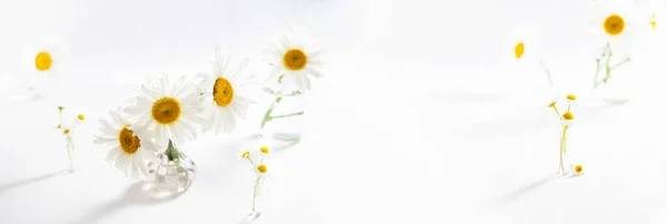 Vackra Kamomill Blommor Glasvaser Vit Bakgrund Blommig Komposition Heminredning Våren — Stockfoto