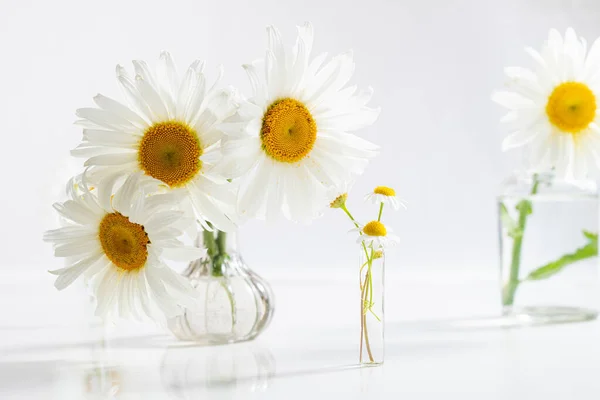 美丽的洋甘菊在白色背景的玻璃瓶中绽放花朵 室内花卉的构图 春夏两季雏菊花 — 图库照片