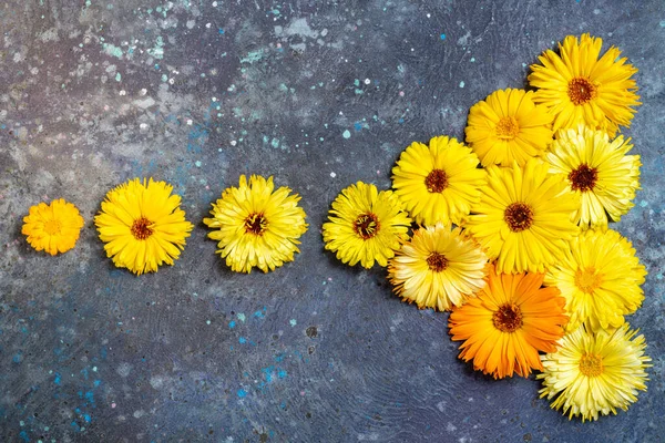 要約秋の組成 黄色の秋の花で作られた国境 黄色の花の創造的な背景 トップビュー フラットレイアウト — ストック写真