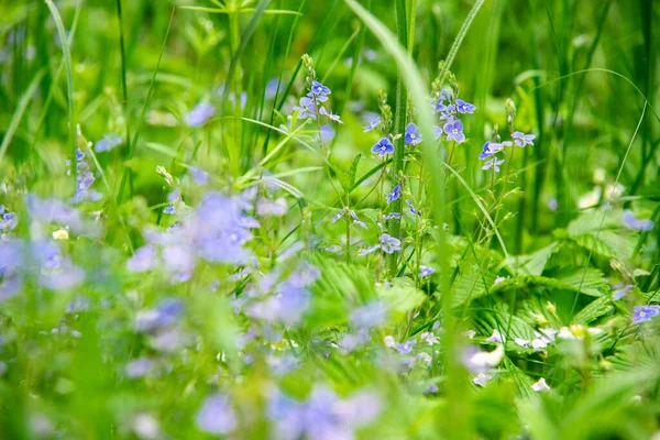 Schöne Frühlingsblume Grünem Gras Blühende Sommer Abstrakten Hintergrund Vorlage Floralen — Stockfoto