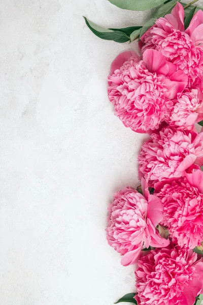 白い背景にピンクの牡丹の花 フラットレイアウト トップビュー グリーティングカード 開花夏牡丹背景コンセプト コピースペース — ストック写真