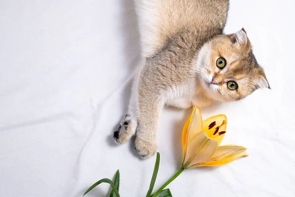 Cat and flower. Funny kitten and lily flower on white background. Cute cat and beautiful flower. Happy birthday, holidays, cozy home cat concept