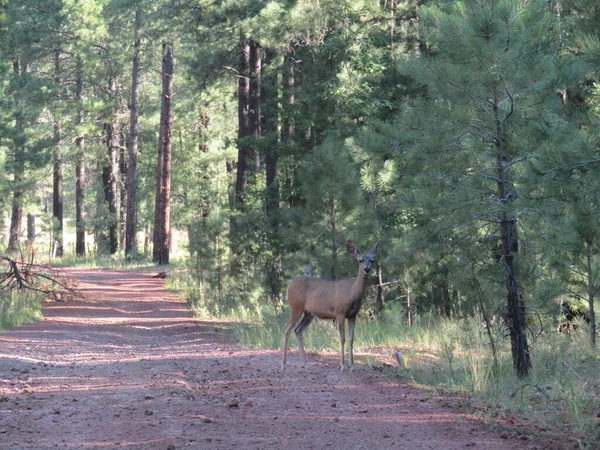 Small mule deer in the road