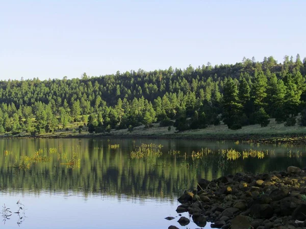 Reflexión Del Bosque Pinos Tranquilo Lago María — Foto de Stock