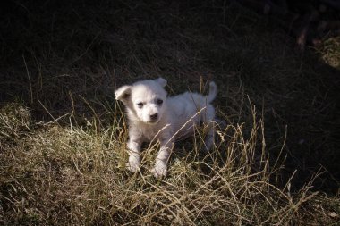 Küçük kirli köpek çim