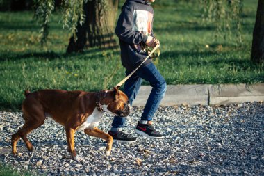 Parkta bir köpek ile bir adam girer. Ağaçlar ve yeşil çim arka planı