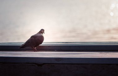 Gün batımı arka planı bir bankta oturan güvercin