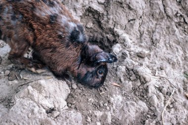Ormandaki doğada uzun kulaklı tavşan yürür