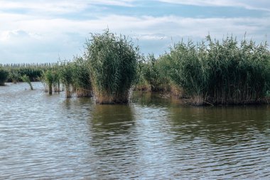 Kıyı reed ve parlayan göl su doğa arka plan