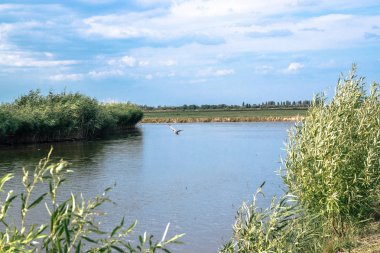 Kıyı reed ve parlayan göl su doğa arka plan