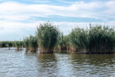 Kıyı reed ve parlayan göl su doğa arka plan