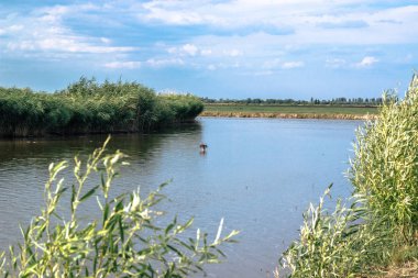 Kıyı reed ve parlayan göl su doğa arka plan