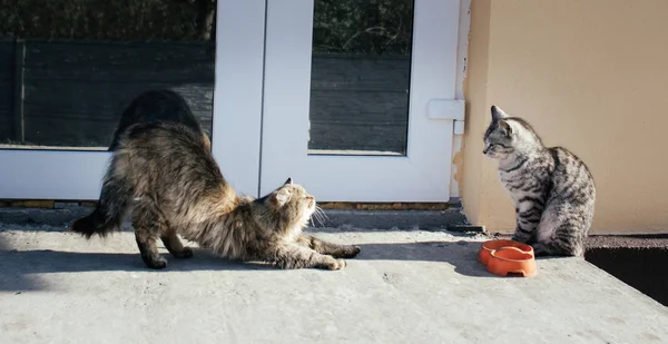 Коти Сидять Біля Дверей Будинку Подвір Вони Дивляться Один Одного — стокове фото