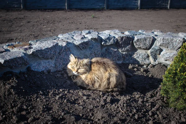 Gatto Rosso Seduto Terra Vicino Una Recinzione Pietra Nel Cortile — Foto Stock