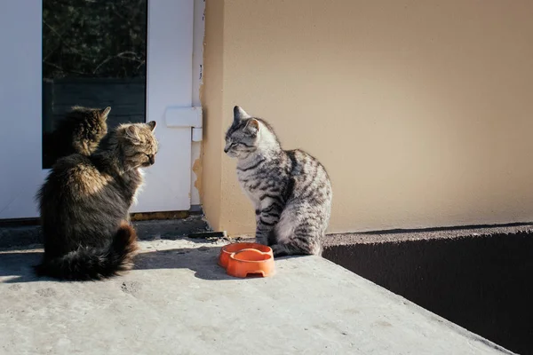 Gatos Sientan Cerca Puerta Casa Patio Miran Unos Otros Cuenco — Foto de Stock