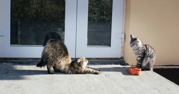 Cats Sit Door House Yard Look Each Other Red Bowl — Stock Photo, Image