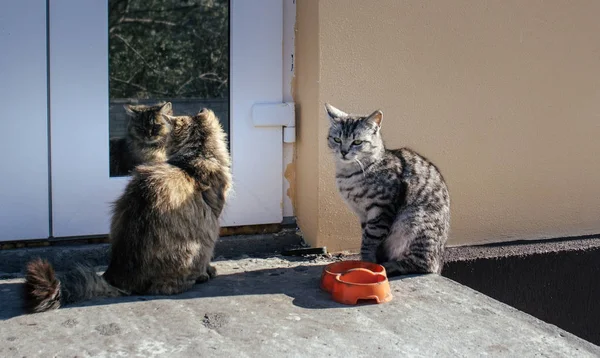 Коти Сидять Біля Дверей Будинку Подвір Вони Дивляться Один Одного — стокове фото