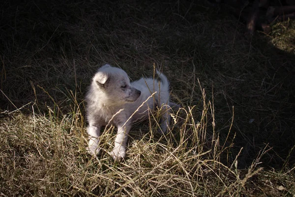 Маленький Брудний Собака Траві — стокове фото