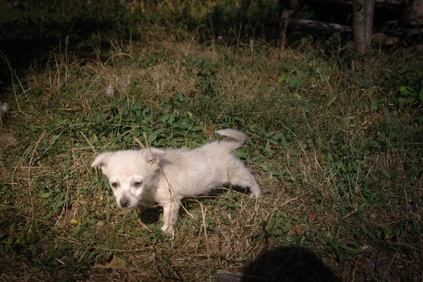 Маленький Брудний Собака Траві — стокове фото