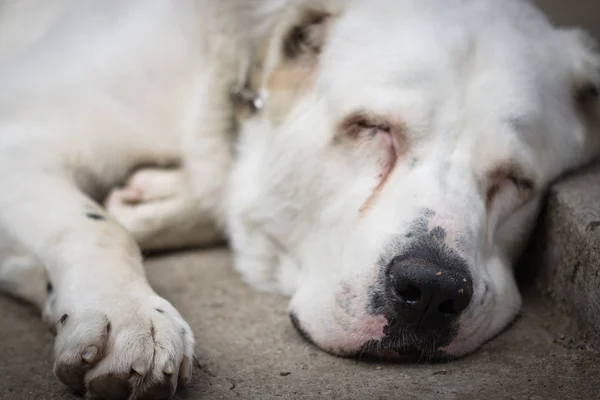 Duży Biały Pies Portret Szczelnie Góry Selektywny Fokus — Zdjęcie stockowe
