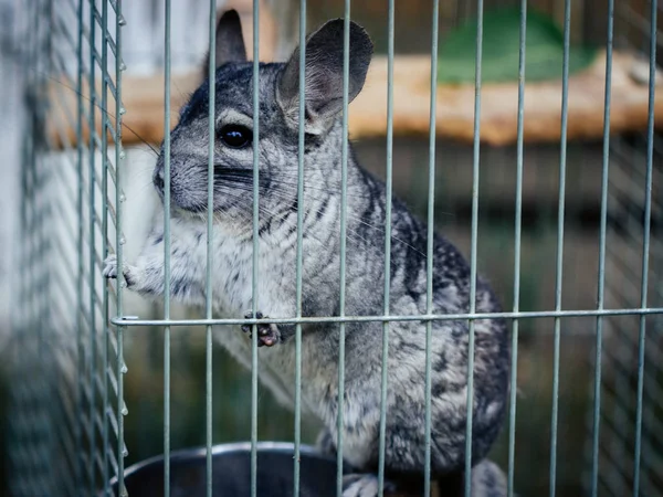 Chinchilla Bir Kafeste Seçici Odak — Stok fotoğraf