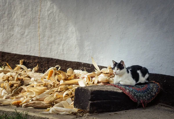 Чорно Біла Заміська Кішка Сидить Килимку Біля Кукурудзи — стокове фото