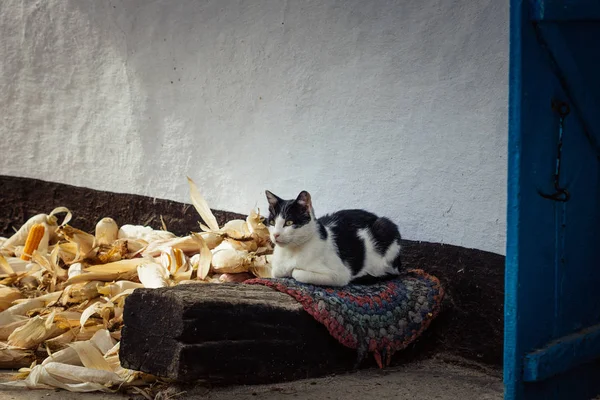 Zwart Witte Land Kat Zittend Een Tapijt Buurt Van Maïs — Stockfoto