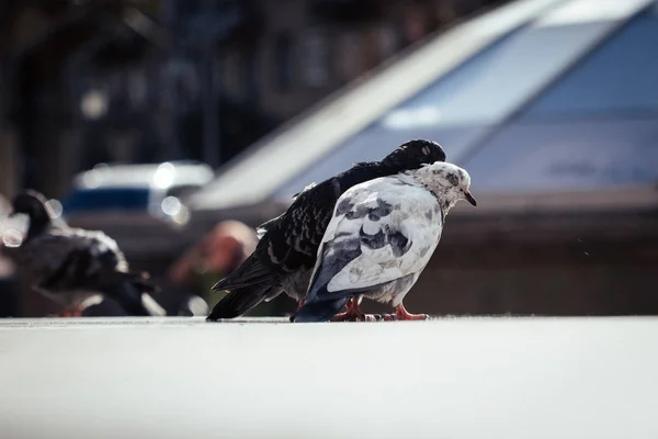 Palomas Amor Fondo Las Calles Una Gran Ciudad — Foto de Stock