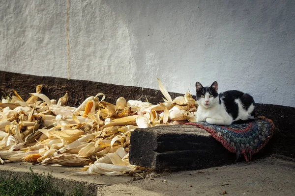 Чорно Біла Заміська Кішка Сидить Килимку Біля Кукурудзи — стокове фото