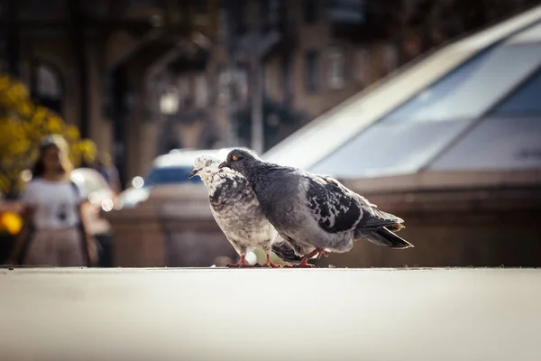 Büyük Bir Şehrin Sokaklarında Arka Plan Üzerinde Aşk Güvercinler — Stok fotoğraf