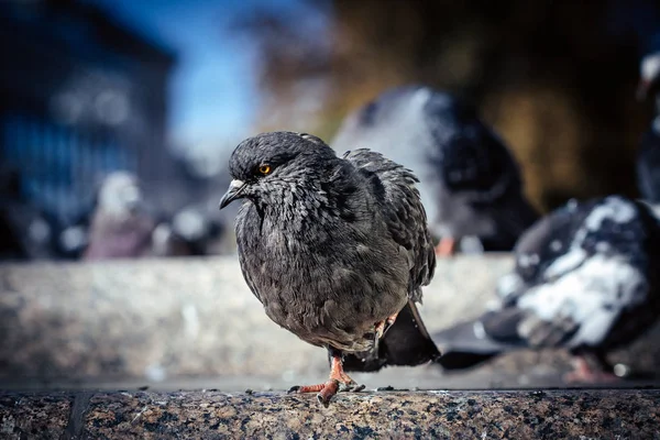 Una Paloma Orgullosa Sienta Una Colina Fondo Una Calle Una — Foto de Stock