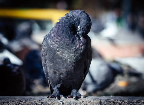 Fier Pigeon Est Assis Sur Une Colline Fond Une Rue — Photo