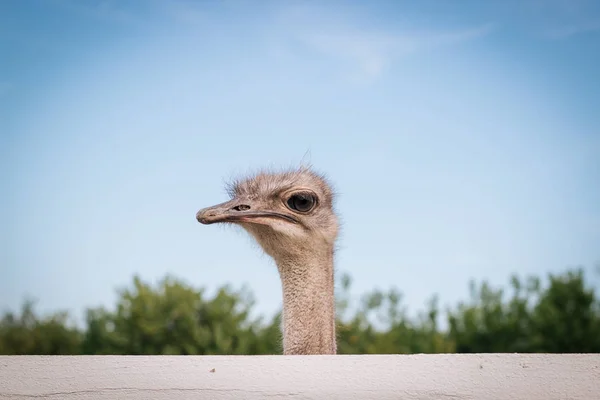 Ein Lustiger Strauß Blickt Auf Der Farm Außerhalb Des Zauns — Stockfoto