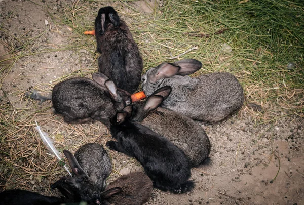 Familie Kaninchen Essen Karotten Der Natur — Stockfoto