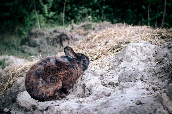 长耳朵兔子在森林里漫步自然 — 图库照片