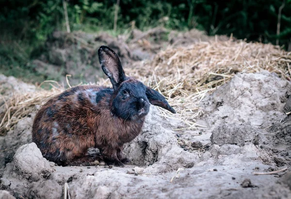 Lapin Aux Longues Oreilles Marche Dans Nature Dans Forêt — Photo