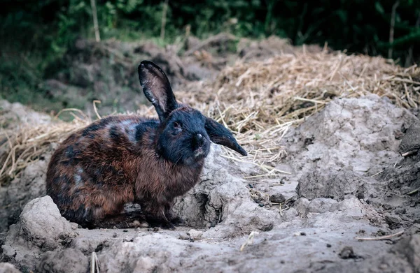 Kaninchen Mit Langohren Spaziert Der Natur Wald — Stockfoto