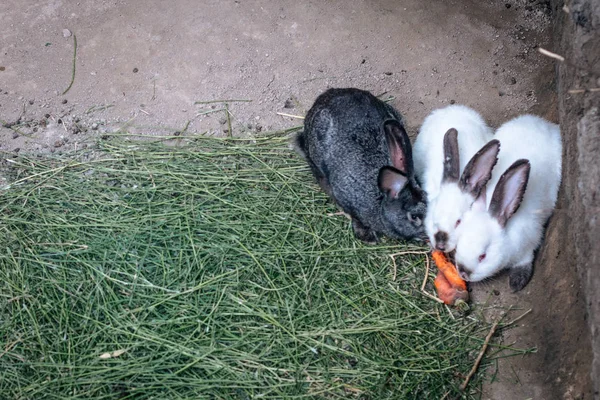 Семья Кроликов Поедающих Морковь Яме Лесу — стоковое фото