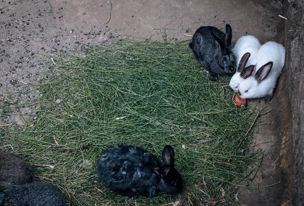 在森林中的一个洞里吃胡萝卜的兔子家庭 — 图库照片