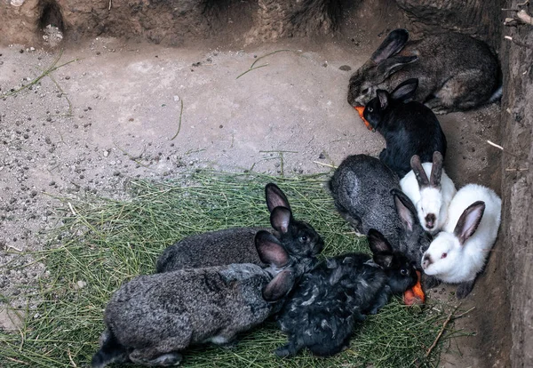 Kaninchenfamilie Isst Möhren Einem Loch Der Natur Wald — Stockfoto
