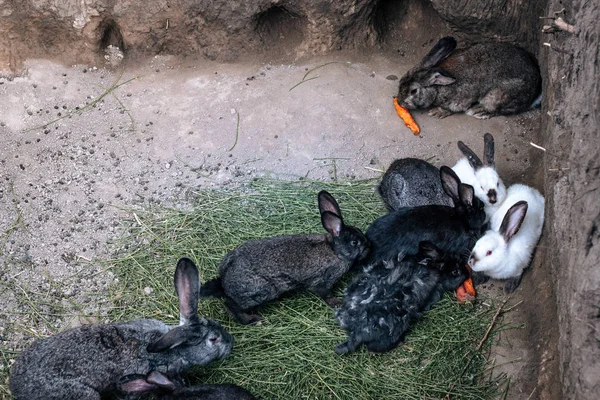 Famille Lapins Mangeant Des Carottes Dans Trou Dans Nature Dans — Photo