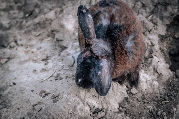 Kaninchen Mit Langohren Spaziert Der Natur Wald — Stockfoto