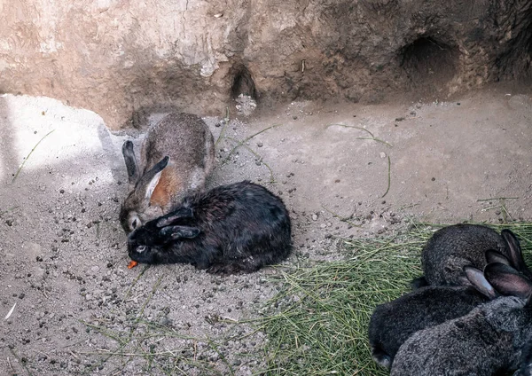 Famille Lapins Mangeant Des Carottes Dans Trou Dans Nature Dans — Photo