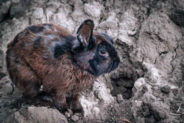 Kaninchen Mit Langohren Spaziert Der Natur Wald — Stockfoto